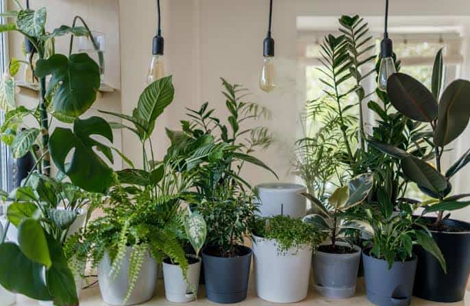 How Indoor Plants Improve Home Air Quality