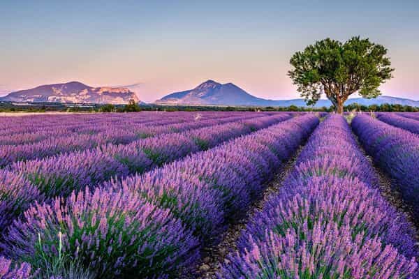 Top 10 Lavender Fields in India