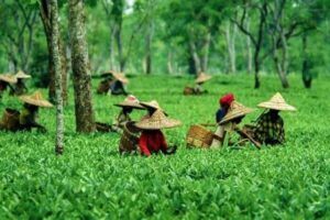 Top 10 Tea Garden Destinations in India